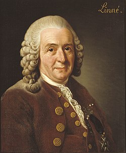 Portrett av Carl von Linné